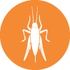 Grasshopper Pest Control
