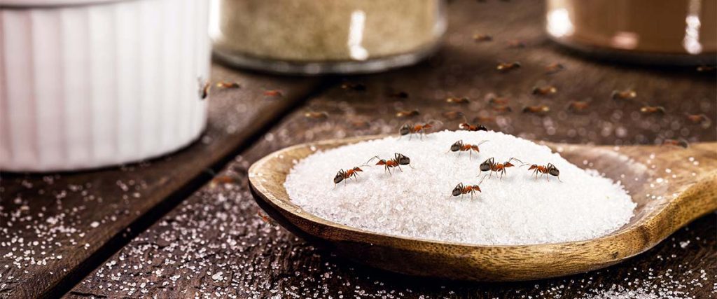 Spoon of sugar covered with ants