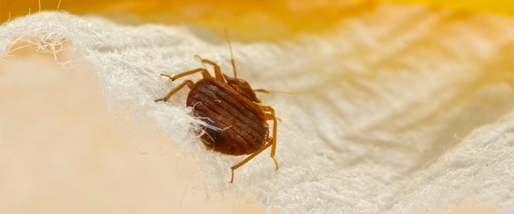 Bed bug on cloth