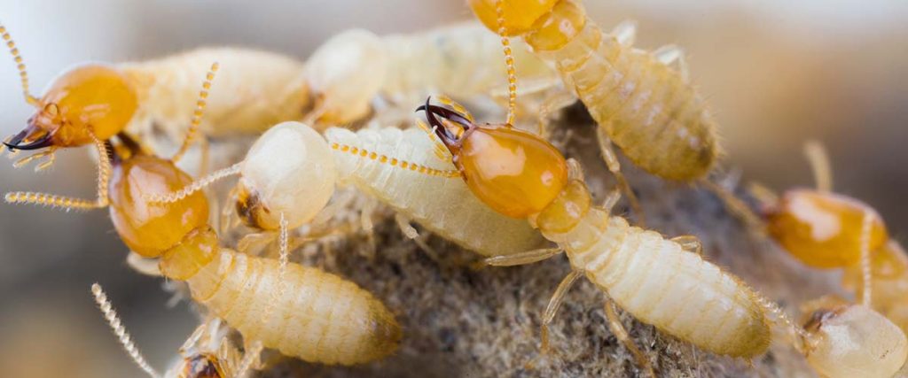 Termites sitting on rocks