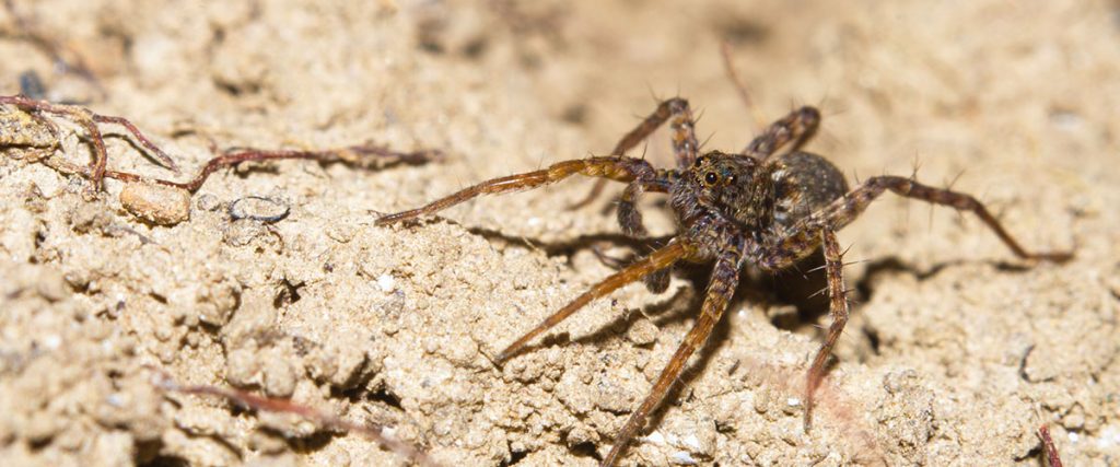 Spider Pest Control in Virginia