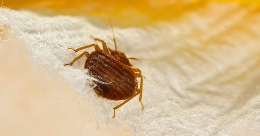 Bed Bug Control and Extermination