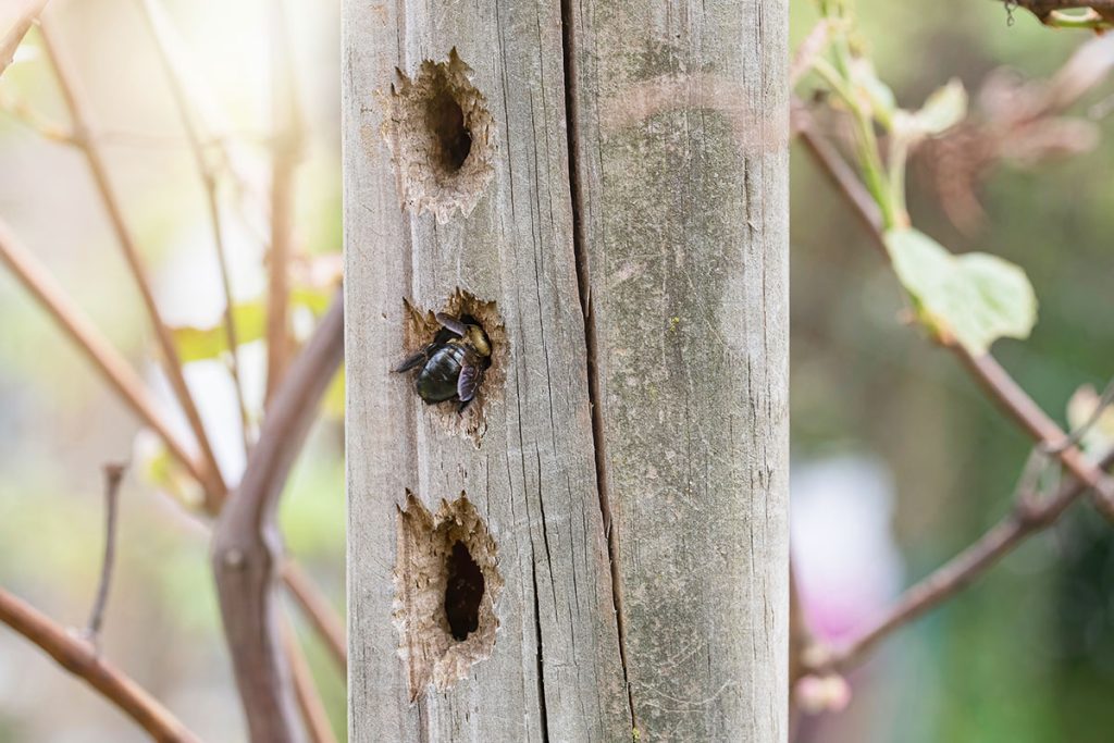 Carpenter Bees- Protect your home
