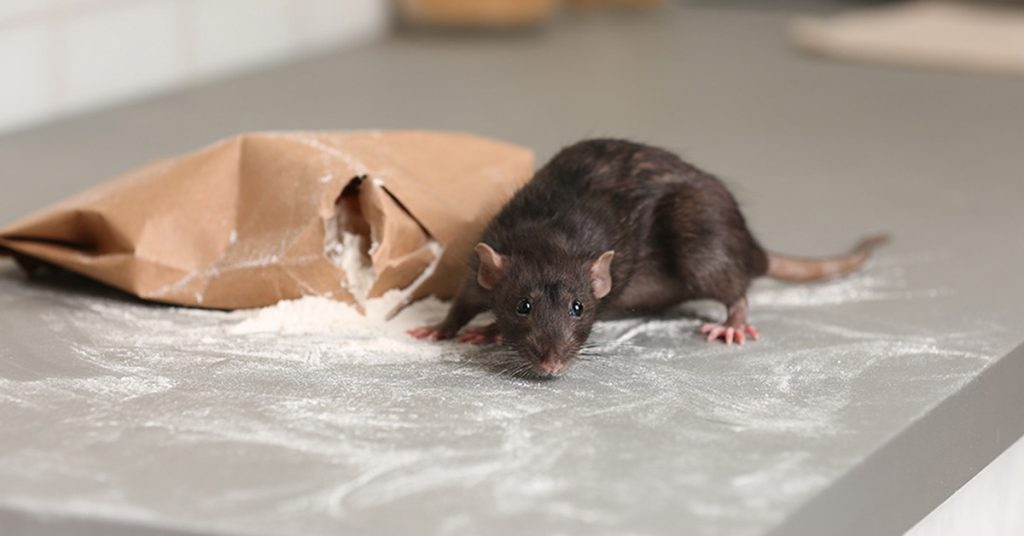 Mice Control and Extermination