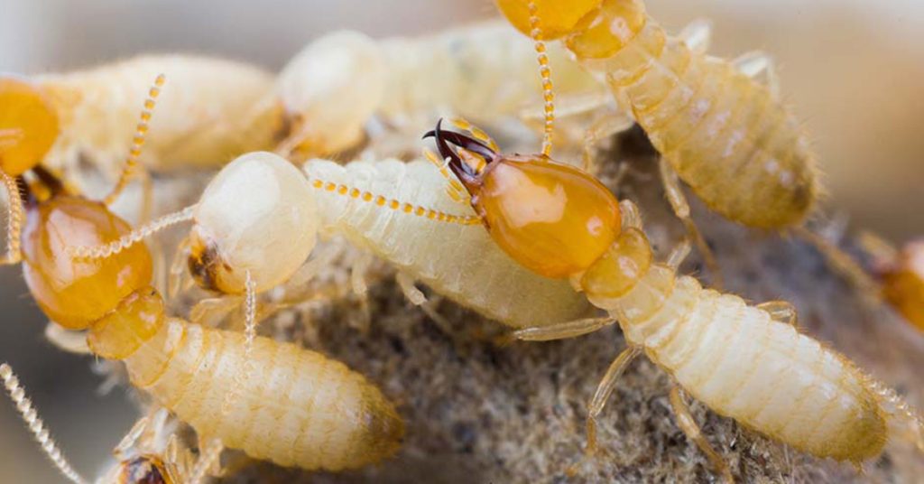 Termite Control and Extermination