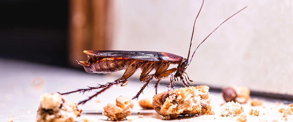 Incredible Pest - Washington Dc Bed Bug Exterminator