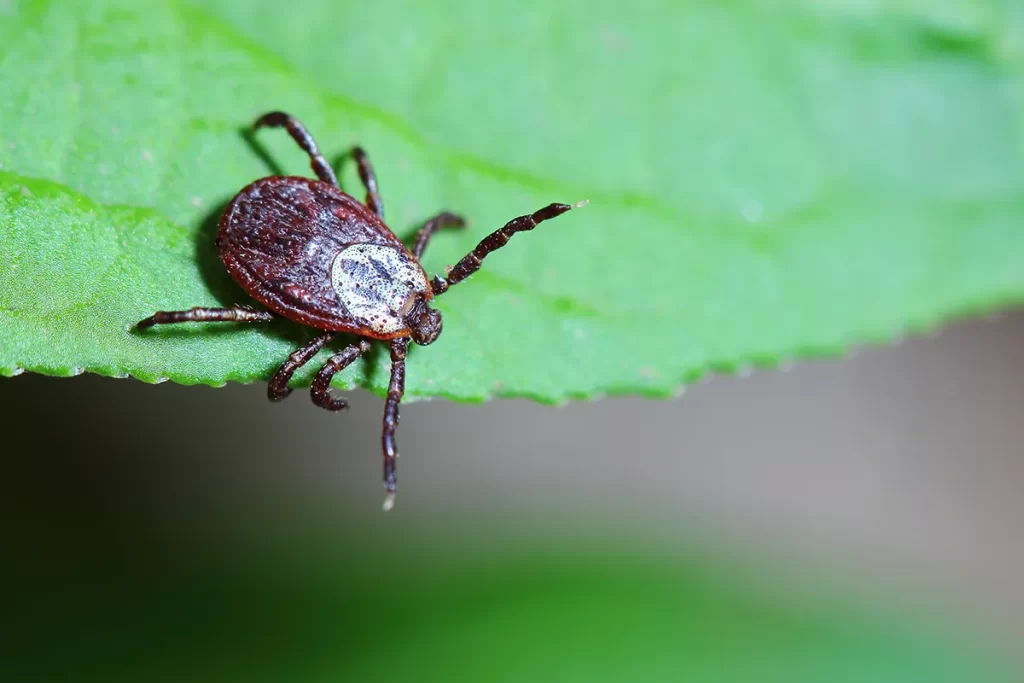 Tick Control and Extermination