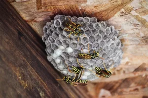 Wasps in your backyard