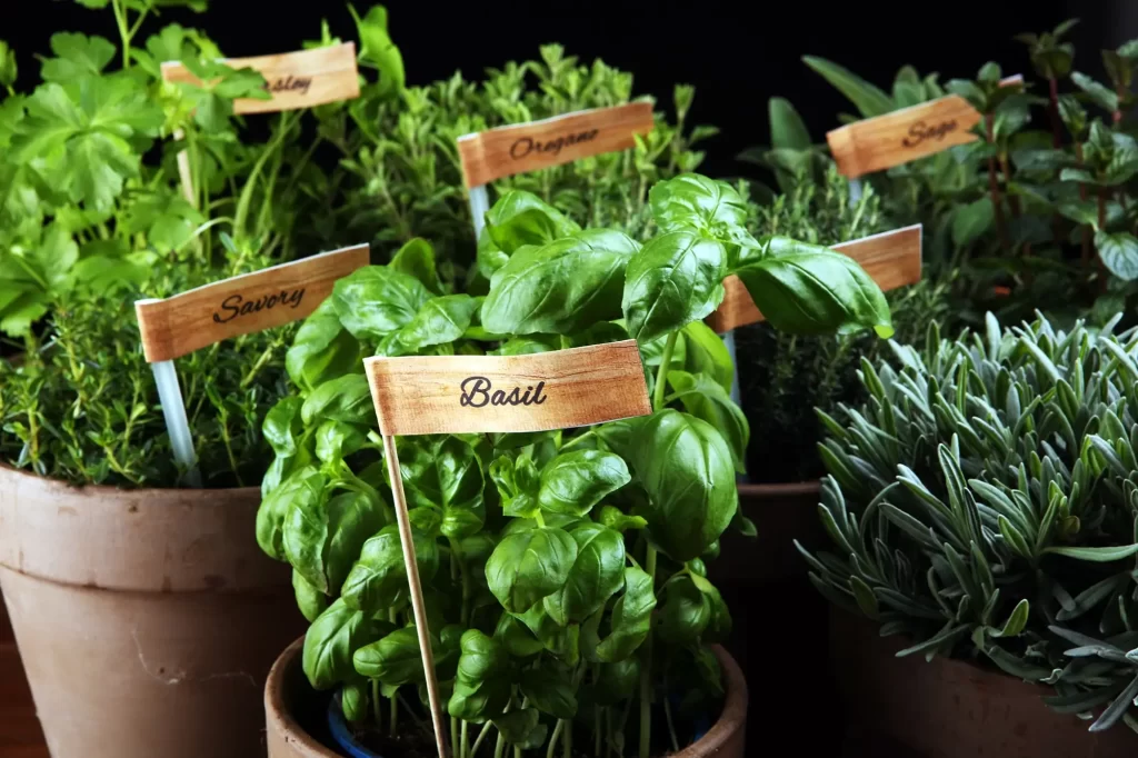 Sage, oregano, thyme, savory, mint, and oregano growing in small pots with labels